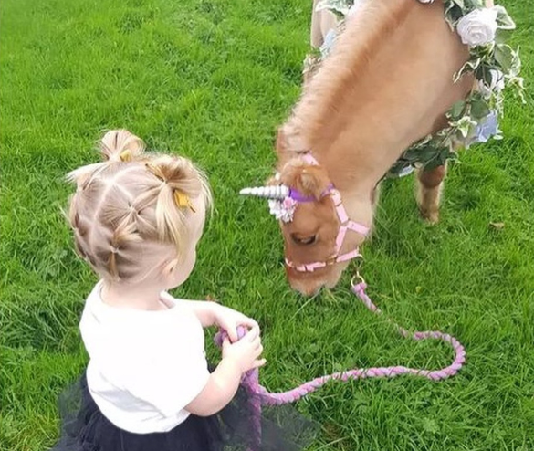 A young kid holding the rope of a unicorn pony that is eating the grass. 